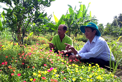 [-]Đỡ[-]độc[-]hại,[-]tốn[-]tiền[-]nhờ[-]trồng[-]hoa[-]mười[-]giờ[-]dưới[-]gốc[-]cam